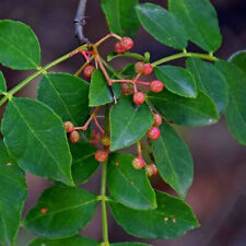 Zanthoxylum simulans poivrier d'occasion  Pouzauges