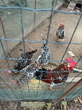 Uova fertili galline usato  Fivizzano