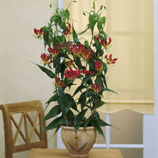 Exotic flame lily for sale  PETERBOROUGH