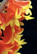 Dendrobium chrysopterum orchid for sale  Grafton