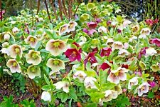 Christmas rose seeds for sale  Shipping to Ireland