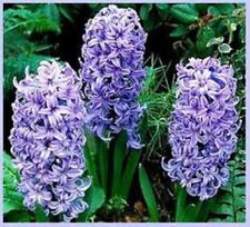 Blue hyacinth growing for sale  HAILSHAM