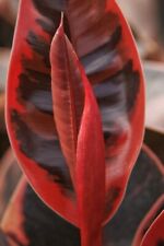 Ruby rubber plant d'occasion  Expédié en Belgium