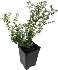 Serissa blossom foetida for sale  Wadsworth