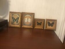 Vintage butterfly collection for sale  MORECAMBE