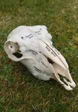 Anatomically labeled sheep for sale  ISLE OF SKYE