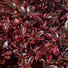 Coprosma fire burst d'occasion  Pouzauges