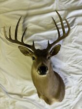 Whitetail deer large for sale  San Antonio