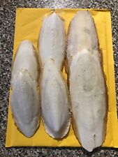 English cuttlefish bones for sale  SEAFORD