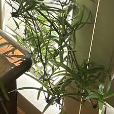 Spider plant cuttings for sale  Colorado Springs