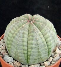 Euphorbia obesa select for sale  EASTBOURNE