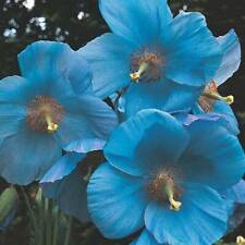 Meconopsis seeds perennial for sale  IPSWICH