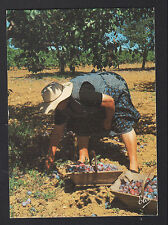 Gascogne ramassage prunes d'occasion  Baugy