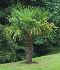 tree palm pot for sale  Vancouver