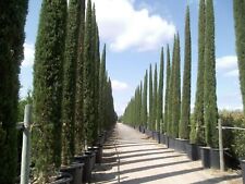 Más de 200 semillas frescas de árbol de ciprés italiano / variedad Cupressus Sempervirens Stricta segunda mano  Embacar hacia Argentina