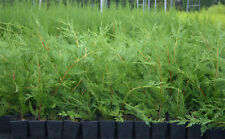 70cms leylandii green for sale  NELSON