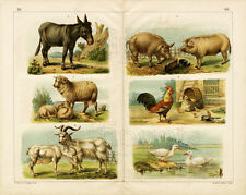 1886 tempsky chromolithograph for sale  Shipping to Ireland