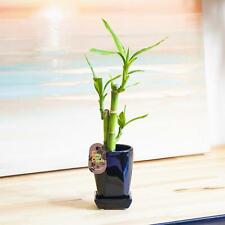 Lucky bamboo group for sale  BIRMINGHAM