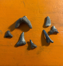 fossil teeth for sale  WINCHELSEA