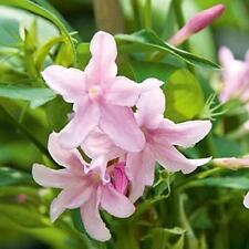 Hardy pink jasmine for sale  Shipping to Ireland