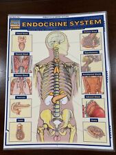 Barcharts endocrine system for sale  USA