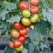 Semillas Tomato F1 Crimson Crush F1 x 5 Vegetales - Calidad Premium - Poste de 1a Clase segunda mano  Embacar hacia Argentina