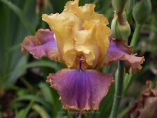 Schwertlilie iris curenta gebraucht kaufen  Markt Bibart