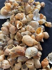 Hermit crab shells for sale  WARRINGTON