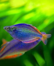 Neon blue dwarf for sale  LONDON