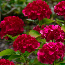 Hydrangea pink ruby for sale  UK