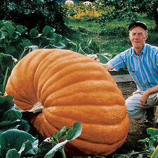 Pumpkin dills atlantic for sale  SALISBURY