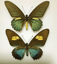 Papilionidae BATTUS BELUS VARUS ****PAIR with female form amazonis*****VENEZUELA, used for sale  Shipping to South Africa
