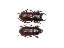 LUCANIDAE Aegus comes 13mm pair From PNG, used for sale  Shipping to South Africa