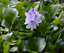 Water hyacinth plants for sale  Thibodaux