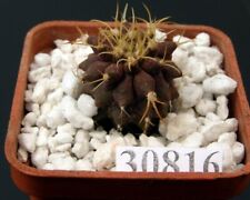 Uebelmannia buiningii HU141 /30816/ D 20 mm,own root, used for sale  Shipping to South Africa