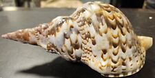 Triton's Trumpet Charonia Tritonis Indo Pacific Oceans Red Sea Snail Shell 8.5" for sale  Shipping to South Africa