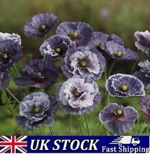 Amazing grey poppy for sale  Shipping to Ireland