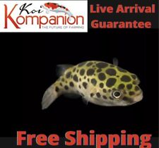 10x spotted leopard for sale  Ruskin