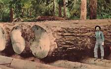 Lumberjack giant fir for sale  Mansfield