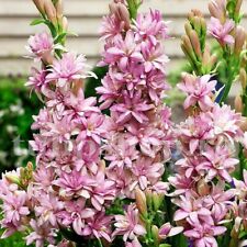 Pink fragrant polianthes for sale  Shipping to Ireland