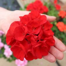 Geranium power red for sale  IPSWICH