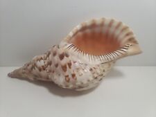 Charonia Tritonis  Pacific Triton's Trumpet SEASHELL 11" X 5" for sale  Shipping to South Africa
