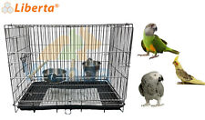 Liberta medium parrot for sale  CHORLEY