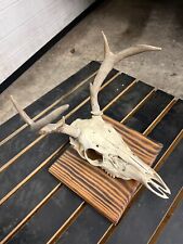 European deer skull for sale  Middletown