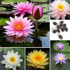 Bonsai lotus seeds for sale  Russell