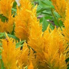 Celosia (Celosia Plumosa) - Amarillo -25 semillas segunda mano  Embacar hacia Argentina