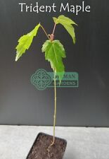 Trident maple tree for sale  Sheridan