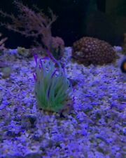 Purple tipped anemone for sale  NEWTOWNARDS