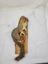 Vicious squirrel taxidermy for sale  Las Vegas