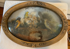 antique taxidermy birds for sale  Troy
